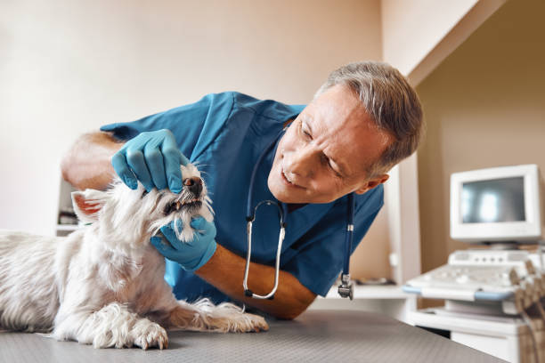 Best Emergency Dental Care for Broken or Chipped Teeth in Tangelo Park, FL